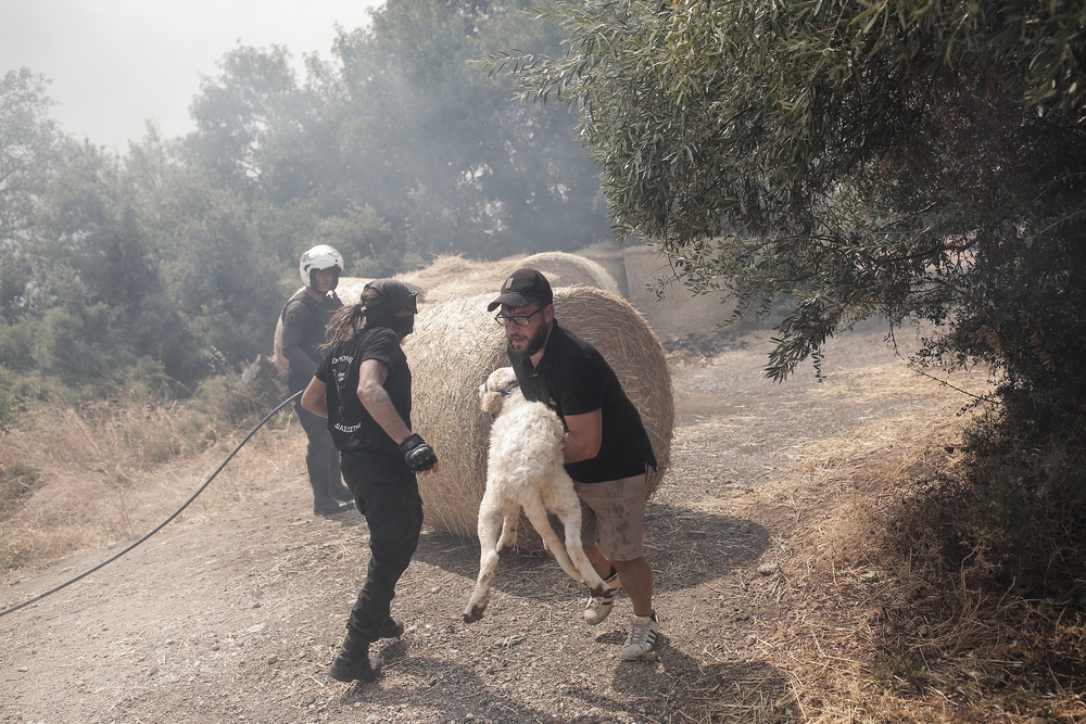 El fuego quema árboles durante un incendio forestal en la aldea de Palagia, al norte de Grecia.  / EFE