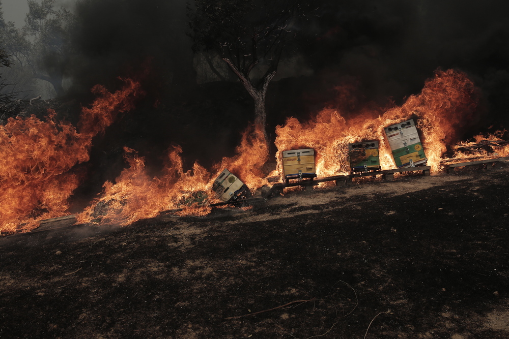 El fuego quema árboles durante un incendio forestal en la aldea de Palagia, al norte de Grecia.  / EFE