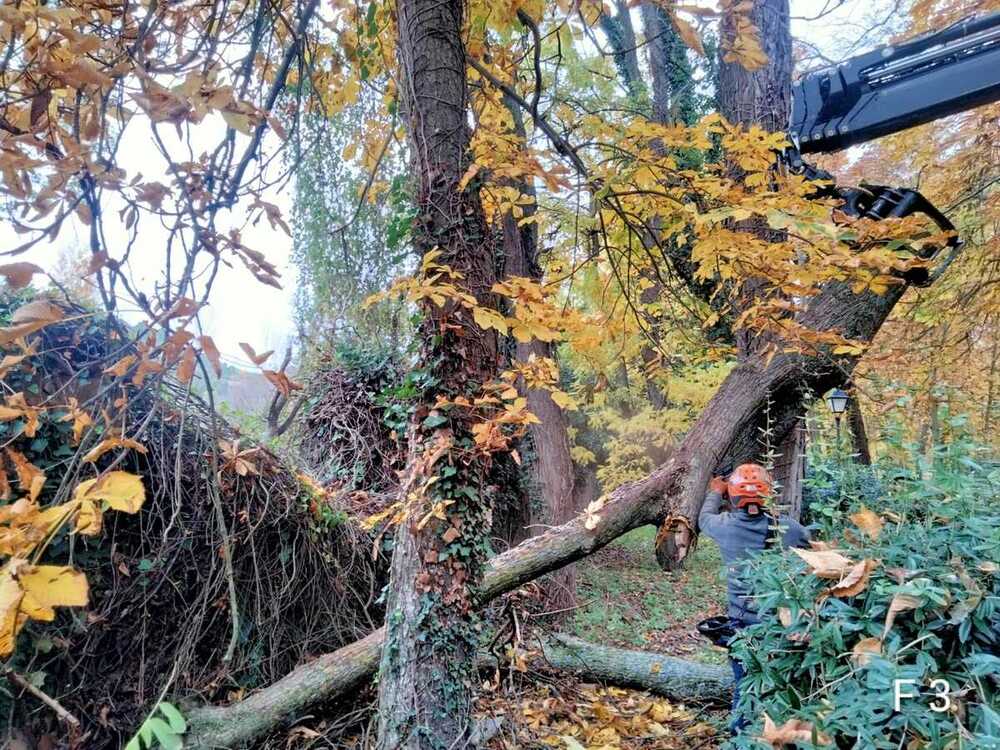 Trabajos para la retirada de árboles y ramas en la ribera del Eresma.