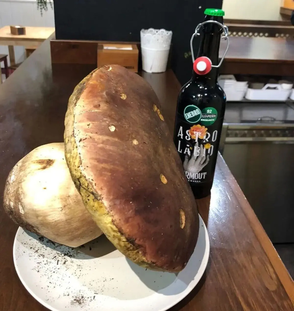 Recogen un boletus gigante en la zona de Sanabria