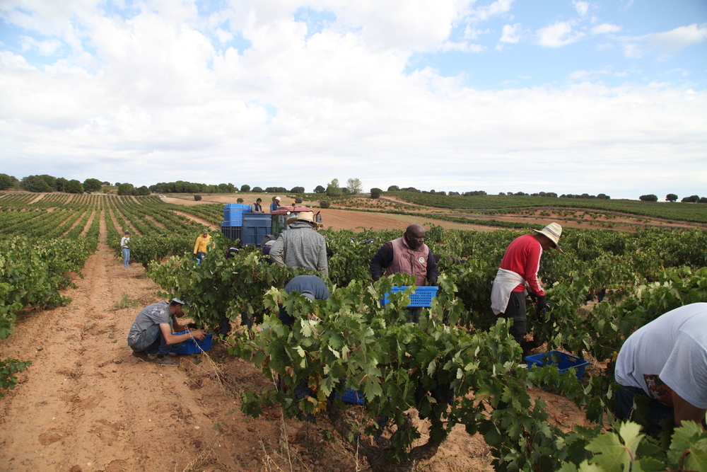 Uva de calidad y rendimientos dispares