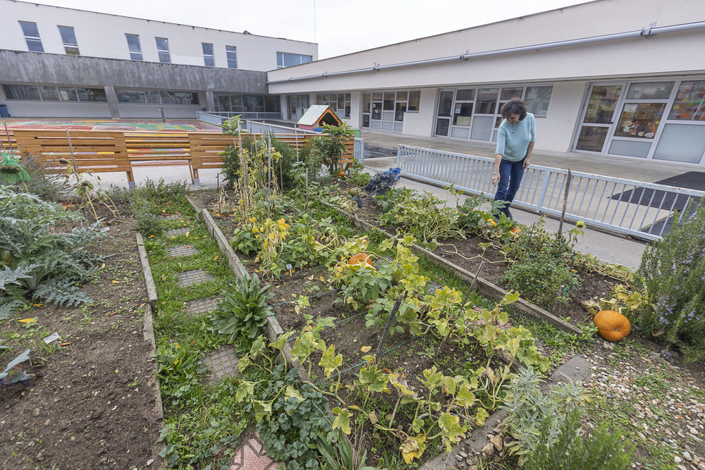 El huerto ecológico del CEIP El Peñascal fue pionero en 2011 en prácticas medioambientales ecológicas.