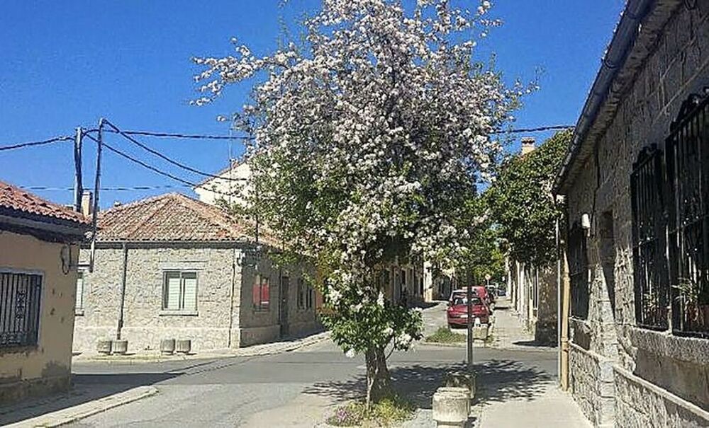 El frutal de la calle Santa Bárbara en plena floración la pasada primavera. 