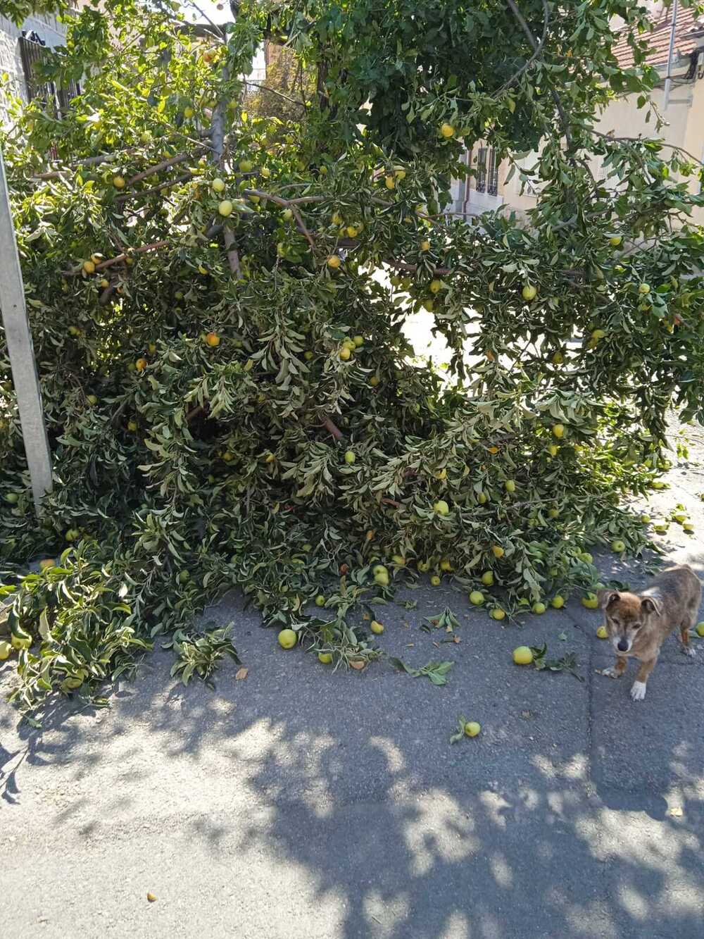 El manzano ha sufrido en los dos últimos años la rotura de ramas por exceso de fruta. 