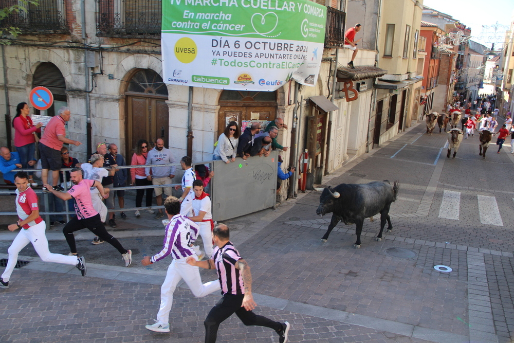 Cuéllar cierra las fiestas con un desigual ciclo de encierros