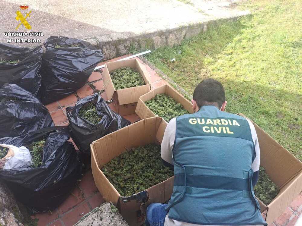 Desmantelan una plantación de marihuana en el nordeste