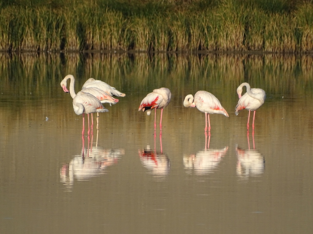 Flamencos que se han citado en Villagonzalo de Coca.