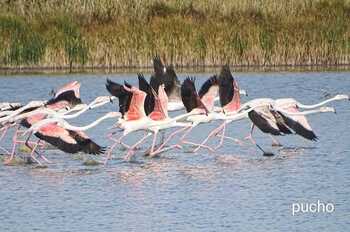 La presencia de flamencos revoluciona un pueblo de Segovia