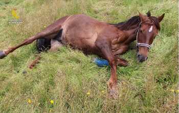 Investigado por maltrato animal por maniatar a dos caballos