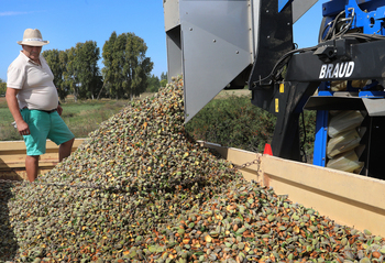 Los almendros ganan terreno en Castilla y León