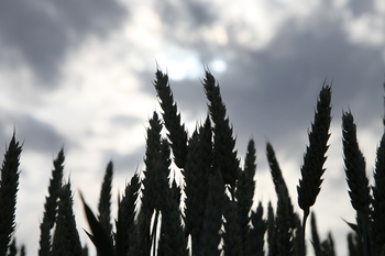 La alta siniestralidad marca el nuevo Plan de seguros agrarios