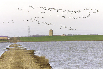 Castilla y León suma 180.000 ejemplares de aves acuáticas