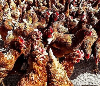 Los avicultores se muestran tranquilos ante la gripe aviar