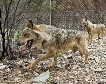 El TJUE avala la prohibición de la caza del lobo
