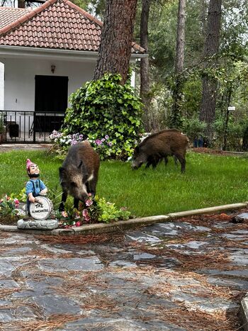 Los jabalíes, como en casa