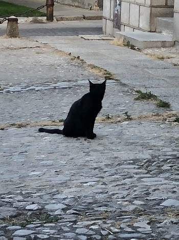 Segovia pierde una ayuda para controlar la población de gatos