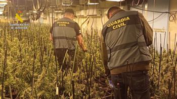 Desmantelada una plantación de marihuana en Turégano