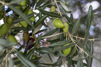 Buscan aprovechar la hoja del olivo como aceite funcional