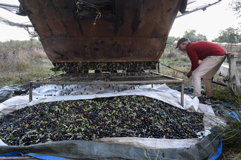 La producción de aceite de oliva subirá el 48% esta campaña