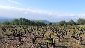 Mejorar la predicción de las necesidades de agua del viñedo