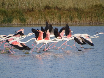 La presencia de flamencos revoluciona un pueblo de Segovia