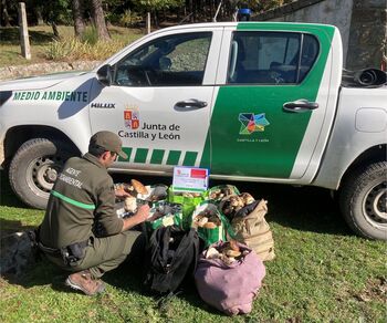 Requisan más de 90 kilos de setas en la provincia de Segovia