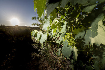 Un impulso para el mundo del vino