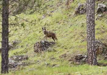 La UE aprueba rebajar la protección del lobo que reclamaba CyL