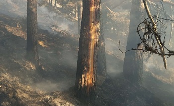 Estabilizado el perímetro del incendio forestal de El Espinar