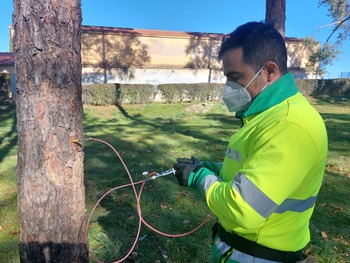 El Ayuntamiento hace tratamientos preventivos de procesionaria