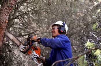 Un traje a medida para los pinares