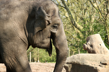 Al menos 23 heridos por el ataque de un elefante en la India